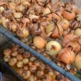 Na kojoj temperaturi čuvati luk kod kuće